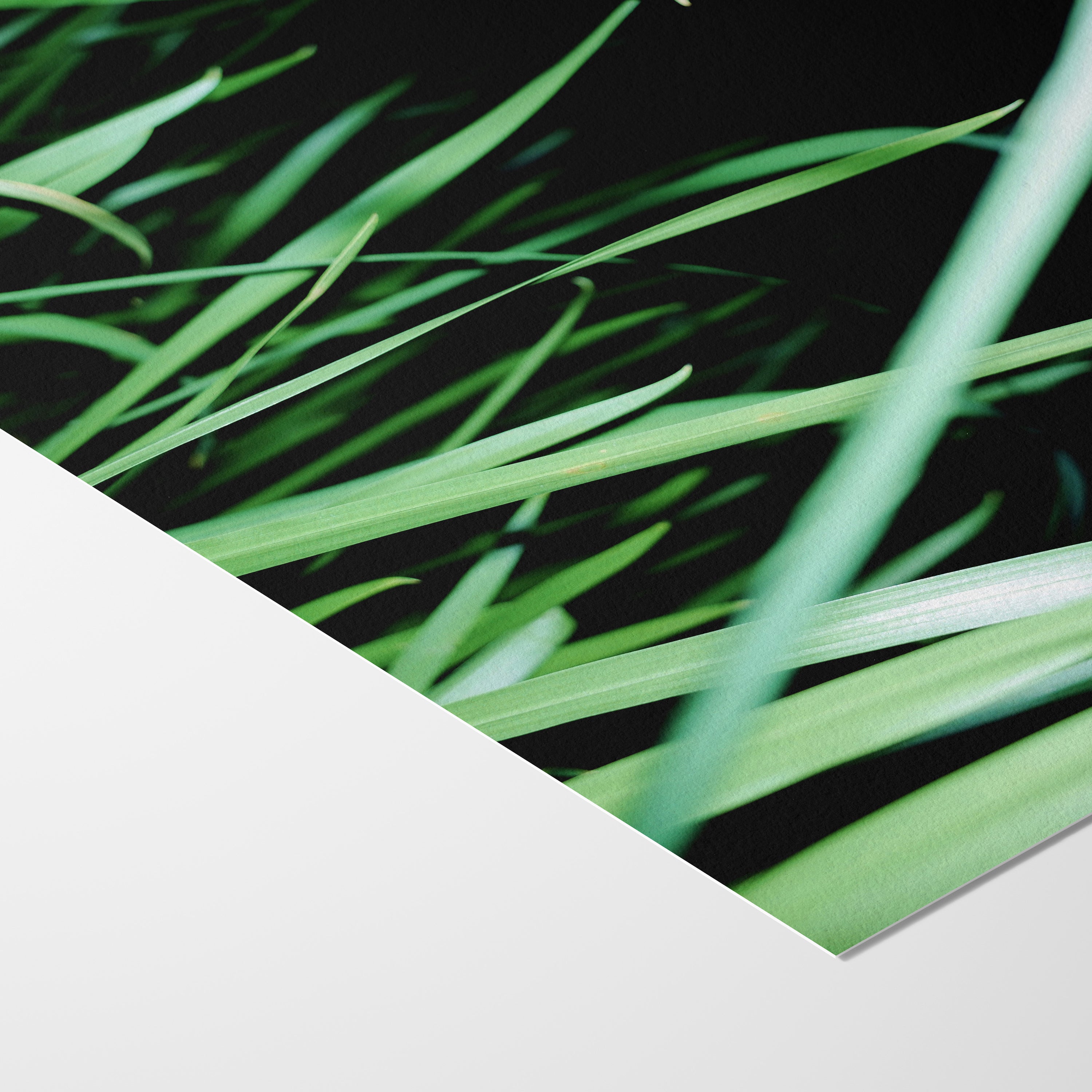 THE GRASS CAN BE GREENER (2024)