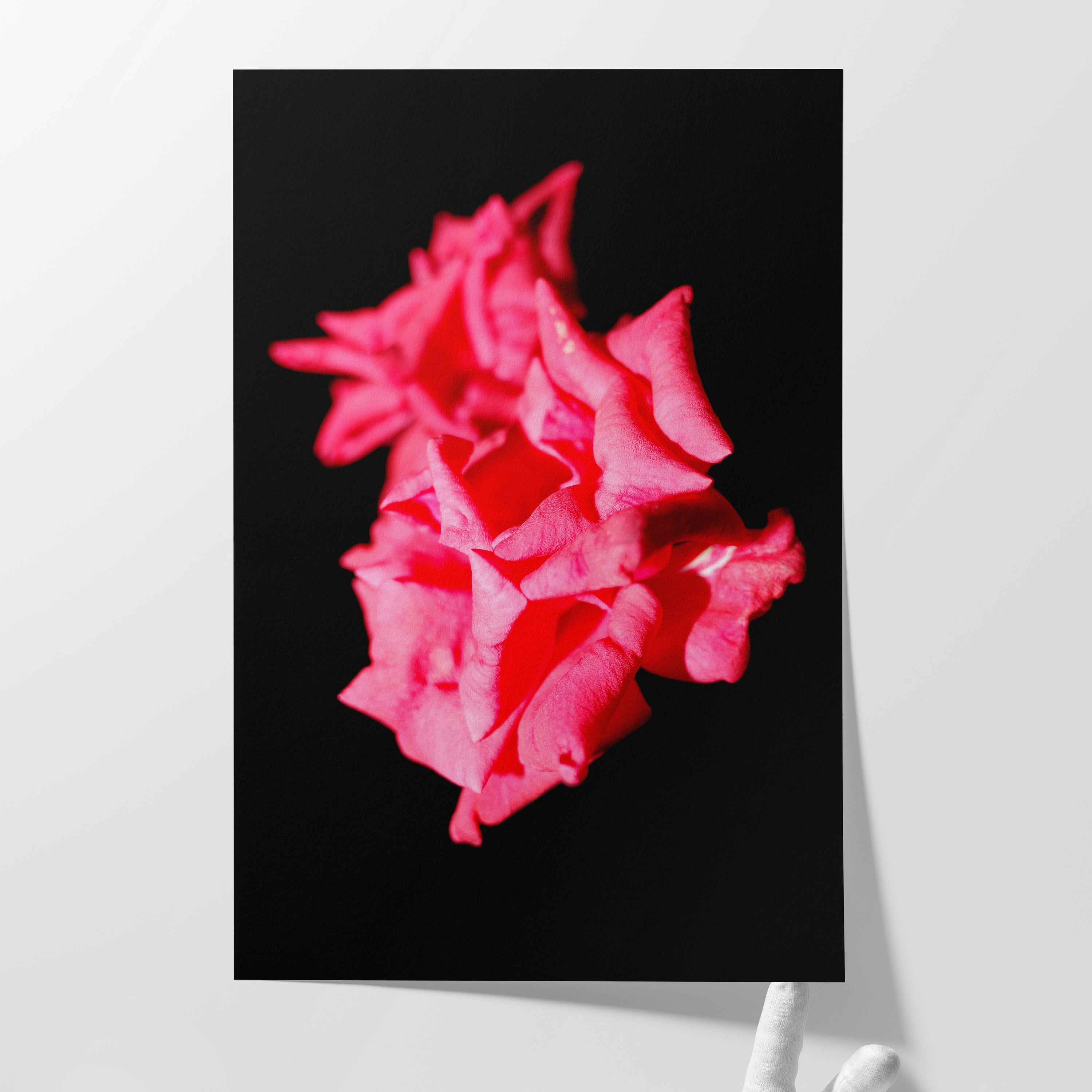 LOVE IS NOT A ROSE (2025)