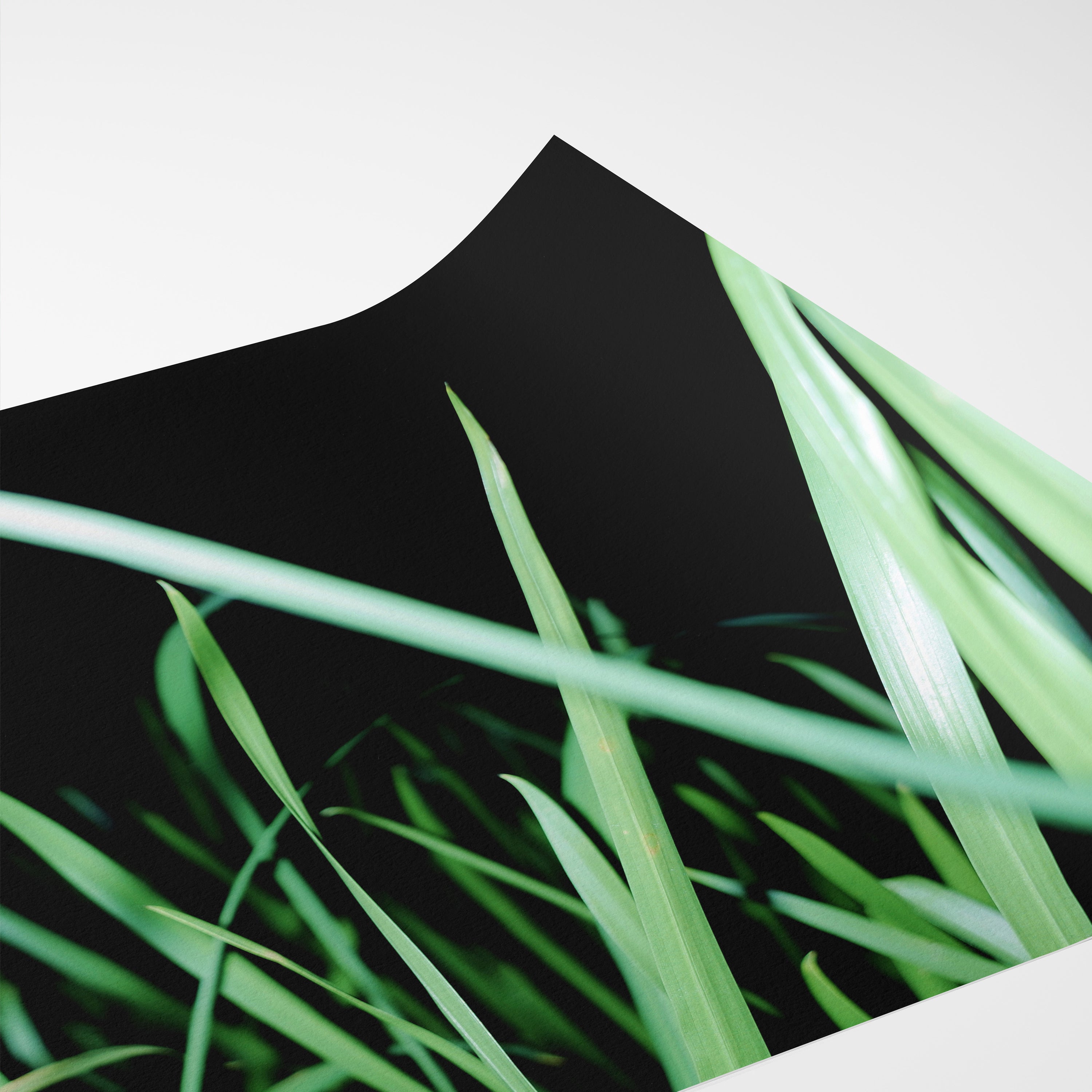 THE GRASS CAN BE GREENER (2024)